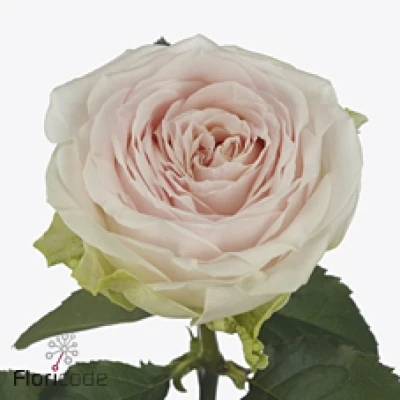 Růže CORNWALL 50 cm (XL)