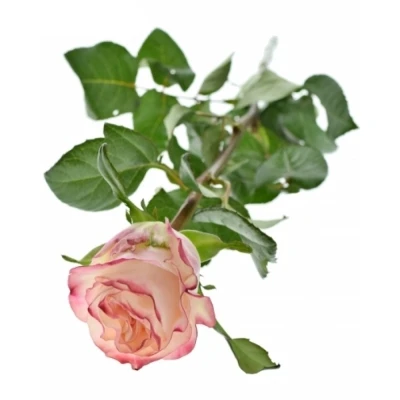 Růže COUNTRY SPIRIT CANDY