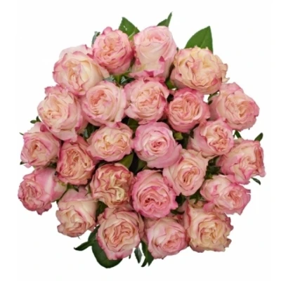 Růže COUNTRY SPIRIT CANDY