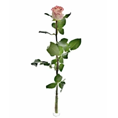 Růže COUNTRY SPIRIT CANDY