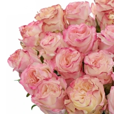 Růže COUNTRY SPIRIT CANDY