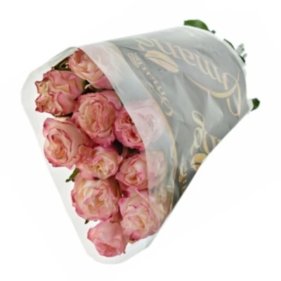 Růže COUNTRY SPIRIT CANDY