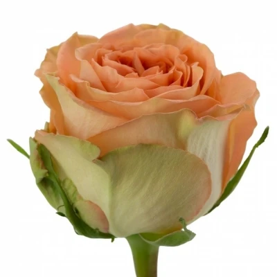 Růže COUNTRY SPIRIT HOME