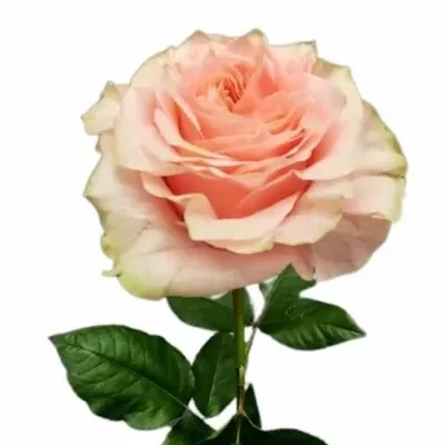 Růže COUNTRY SPIRIT ROMANCE 70cm (XL)