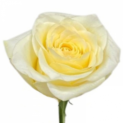 Růže CREAM SORBET 50cm (XL)