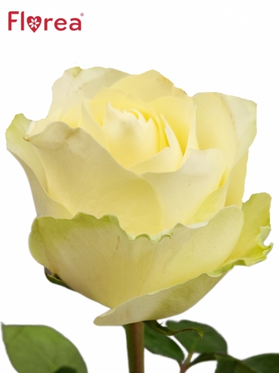 Růže CREAMIT 60cm (XL)