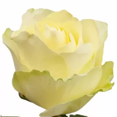 Růže CREAMIT 60cm (L)