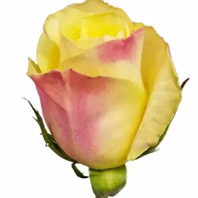 Růže CREMOSA 50cm (XL)