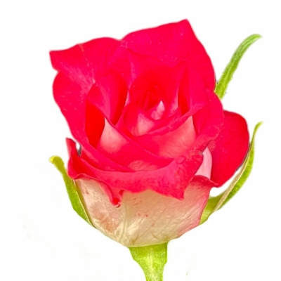 Růže CROSSFIRE 60cm (M)