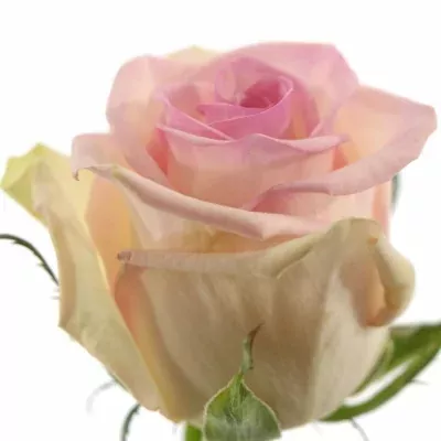 Krémová růže CUPCAKE 60cm (L)