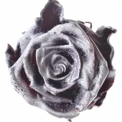 Růže CUPCAKE CHRISTMAS 01