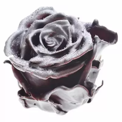 Růže CUPCAKE CHRISTMAS 01