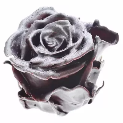 Růže CUPCAKE CHRISTMAS 01