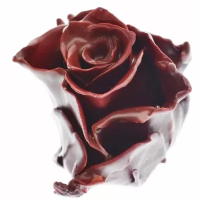 Růže CUPCAKE CHRISTMAS 03