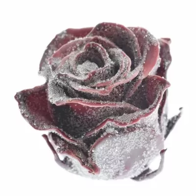 Růže CUPCAKE CHRISTMAS 04