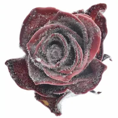 Růže CUPCAKE CHRISTMAS 04