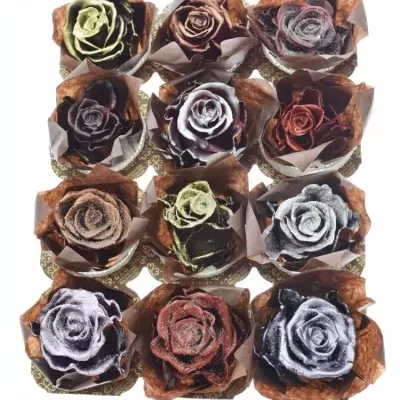 Růže CUPCAKE CHRISTMAS 05