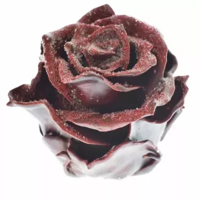 Růže CUPCAKE CHRISTMAS 05