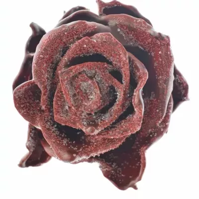 Růže CUPCAKE CHRISTMAS 05