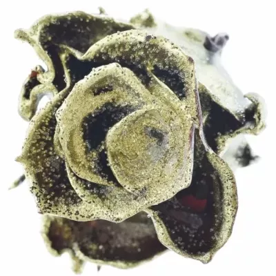 Růže CUPCAKE CHRISTMAS 06