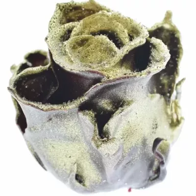 Růže CUPCAKE CHRISTMAS 06