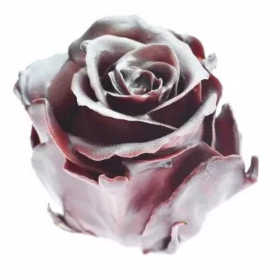 Růže CUPCAKE CHRISTMAS 07