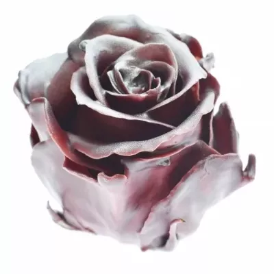 Růže CUPCAKE CHRISTMAS 07