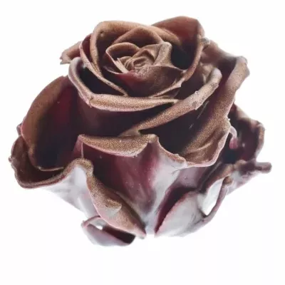 Růže CUPCAKE CHRISTMAS 08