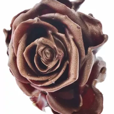 Růže CUPCAKE CHRISTMAS 08