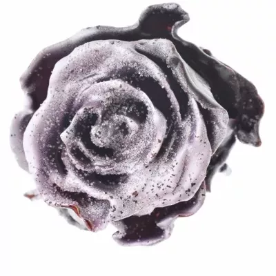 Růže CUPCAKE CHRISTMAS 09