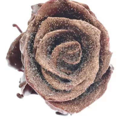 Růže CUPCAKE CHRISTMAS 10