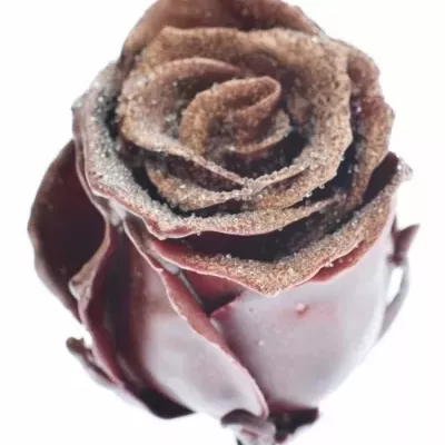 Růže CUPCAKE CHRISTMAS 10