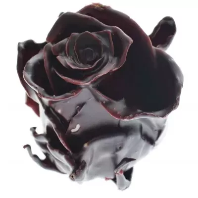 Růže CUPCAKE CHRISTMAS 11