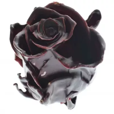 Růže CUPCAKE CHRISTMAS 11