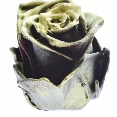 Růže CUPCAKE CHRISTMAS 12