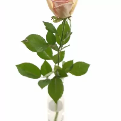 Růže CUPCAKE