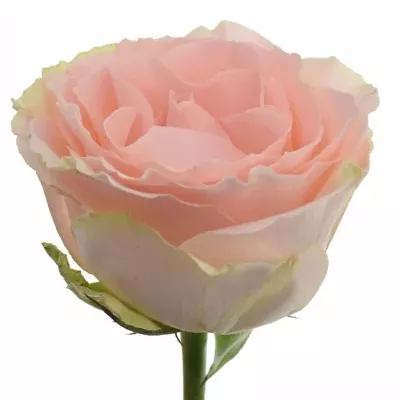 Růže DORIS DAY 80cm (XXL)