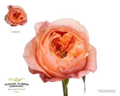 Růže DORSET