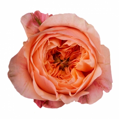 Růže DORSET! 50cm (XL)