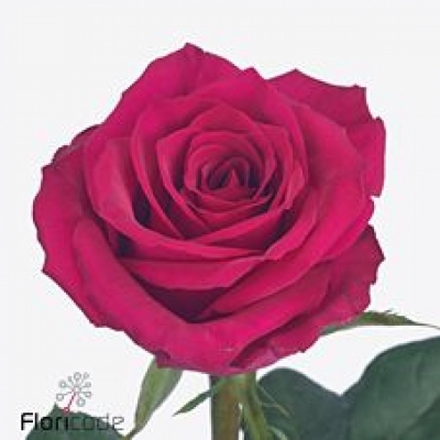 Růže EVER PINK 60cm (XL)
