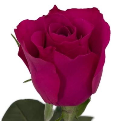 Růže EVER PINK 50 cm (XXL)