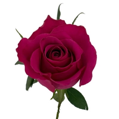 Růže EVER PINK