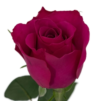 Růže EVER PINK