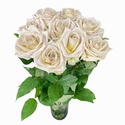 Ruže FINE SILVER! 60 cm (XL)