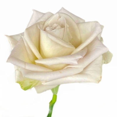 Růže FINE SILVER! 60 cm (XL)