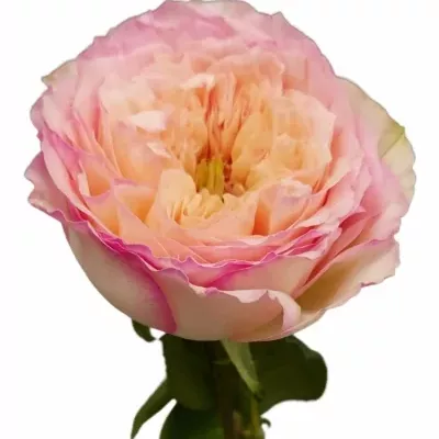 Růže FLASHBACK SUMMERHOUSE 50cm (L)