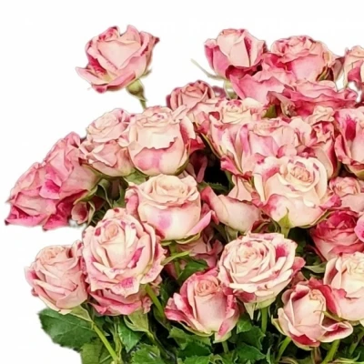 Růžová růže trsová FLINDERS LANE 40cm/4+