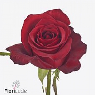 Růže GAME ON 50cm (XL)