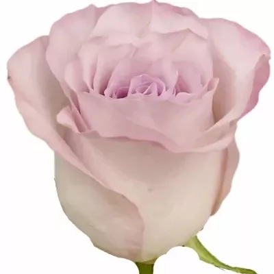 Růže GLAMOROUS+ 50cm (XL)