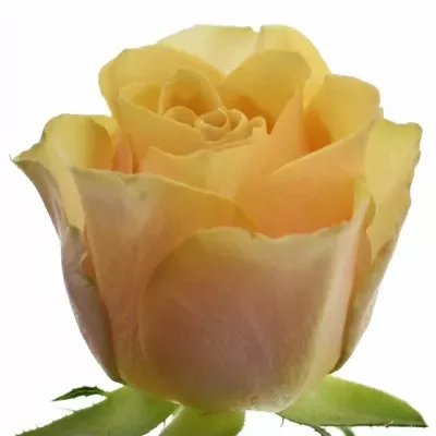 Růže GOLDEN MUSTARD 40cm (M)